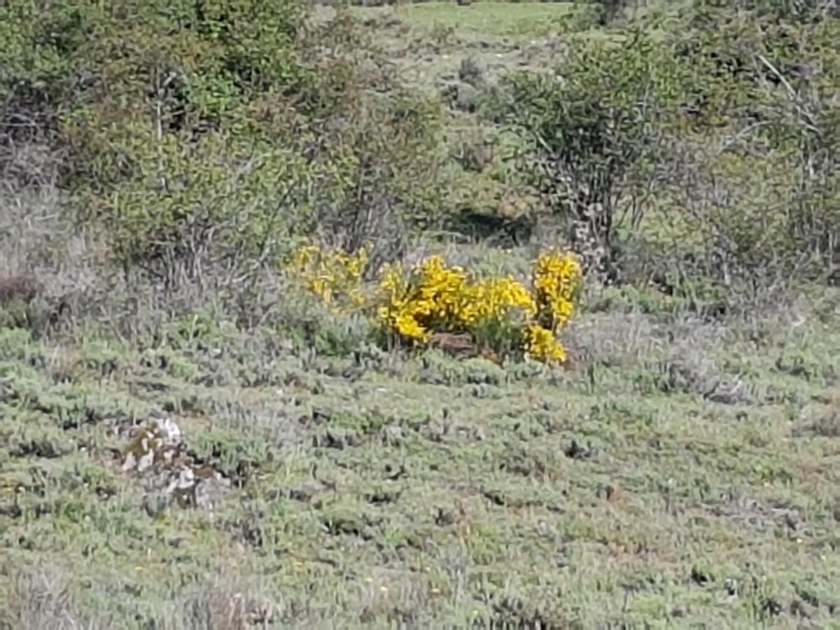 La Posada De Horcajuelo Horcajuelo de la Sierra Exteriér fotografie