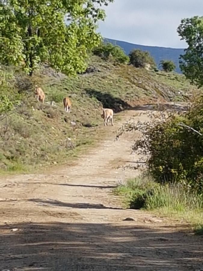 La Posada De Horcajuelo Horcajuelo de la Sierra Exteriér fotografie